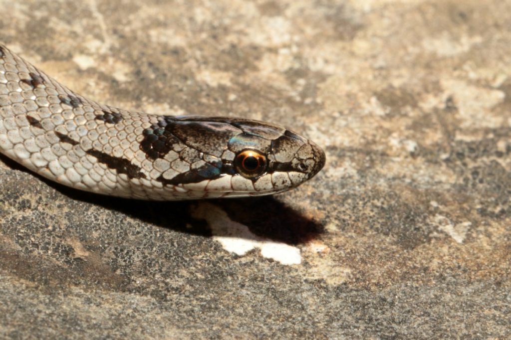 Neonata Coronella austriaca